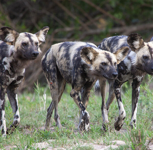 5 Days Camping Safari