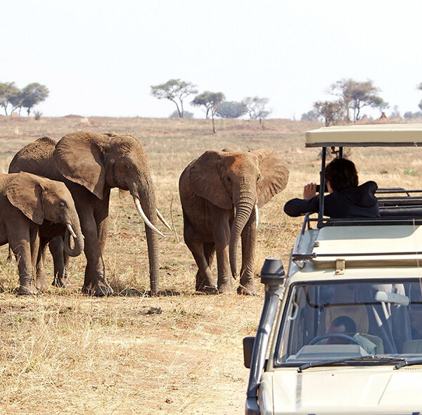 5 Days Wildlife Safari