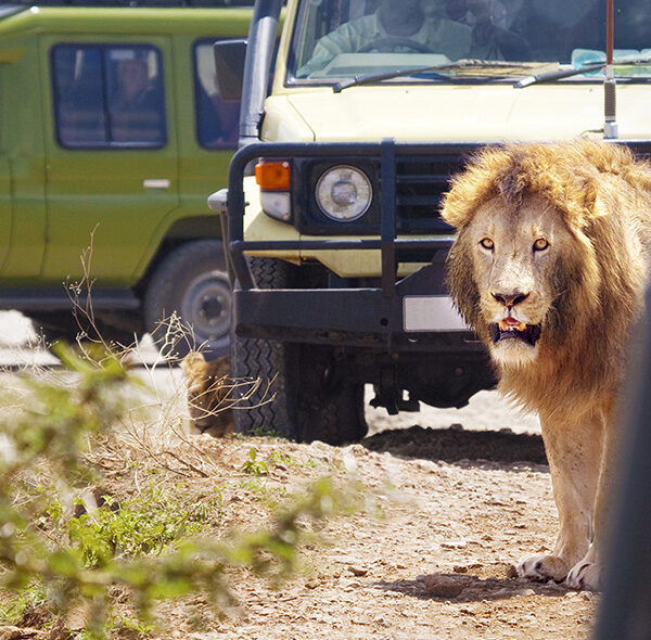 6 Days Camping Safari