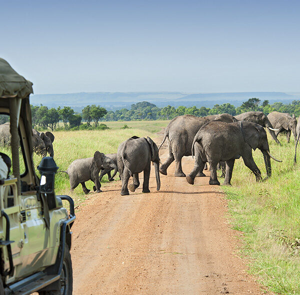 5 Days Group Safari
