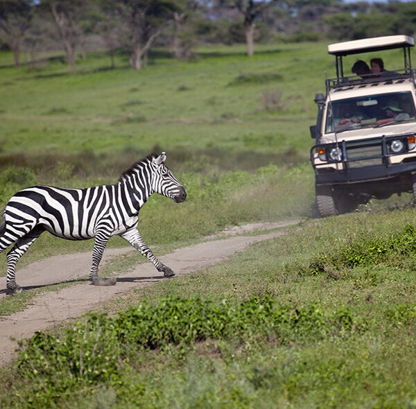 4 Days Luxury Wildlife Safari