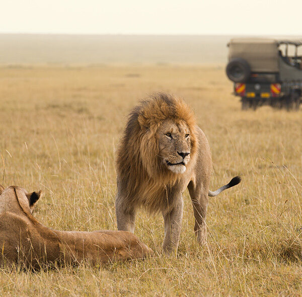 4 Days Mid-Range Safari