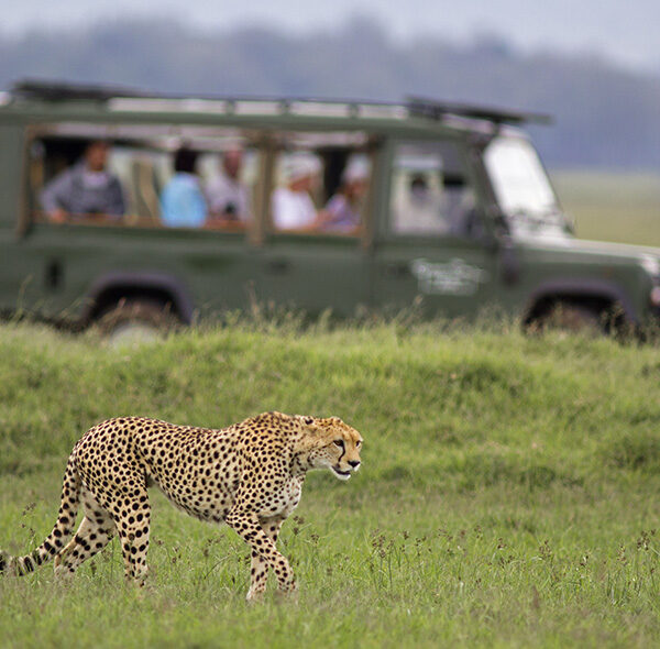 3 Days Wildlife Safari