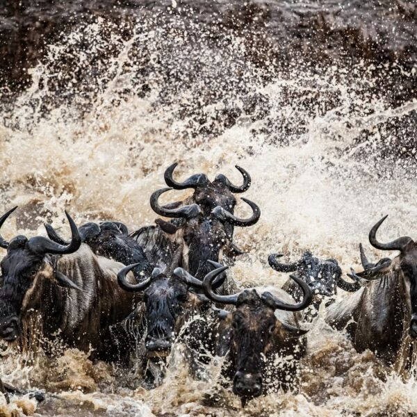 3 Days Camping Safari