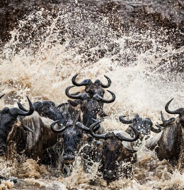 3 Days Camping Safari