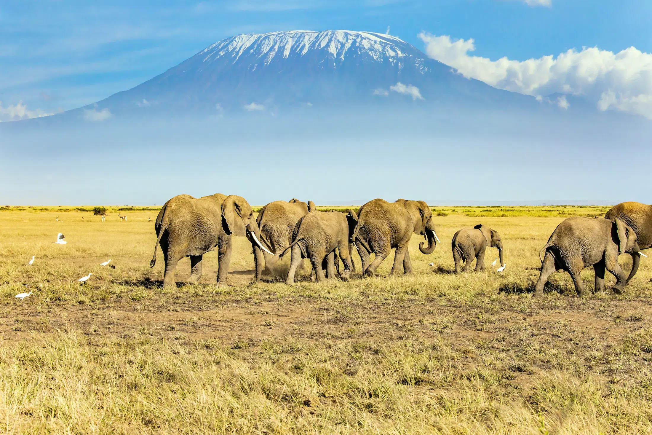 7-mount-kilimanjaro