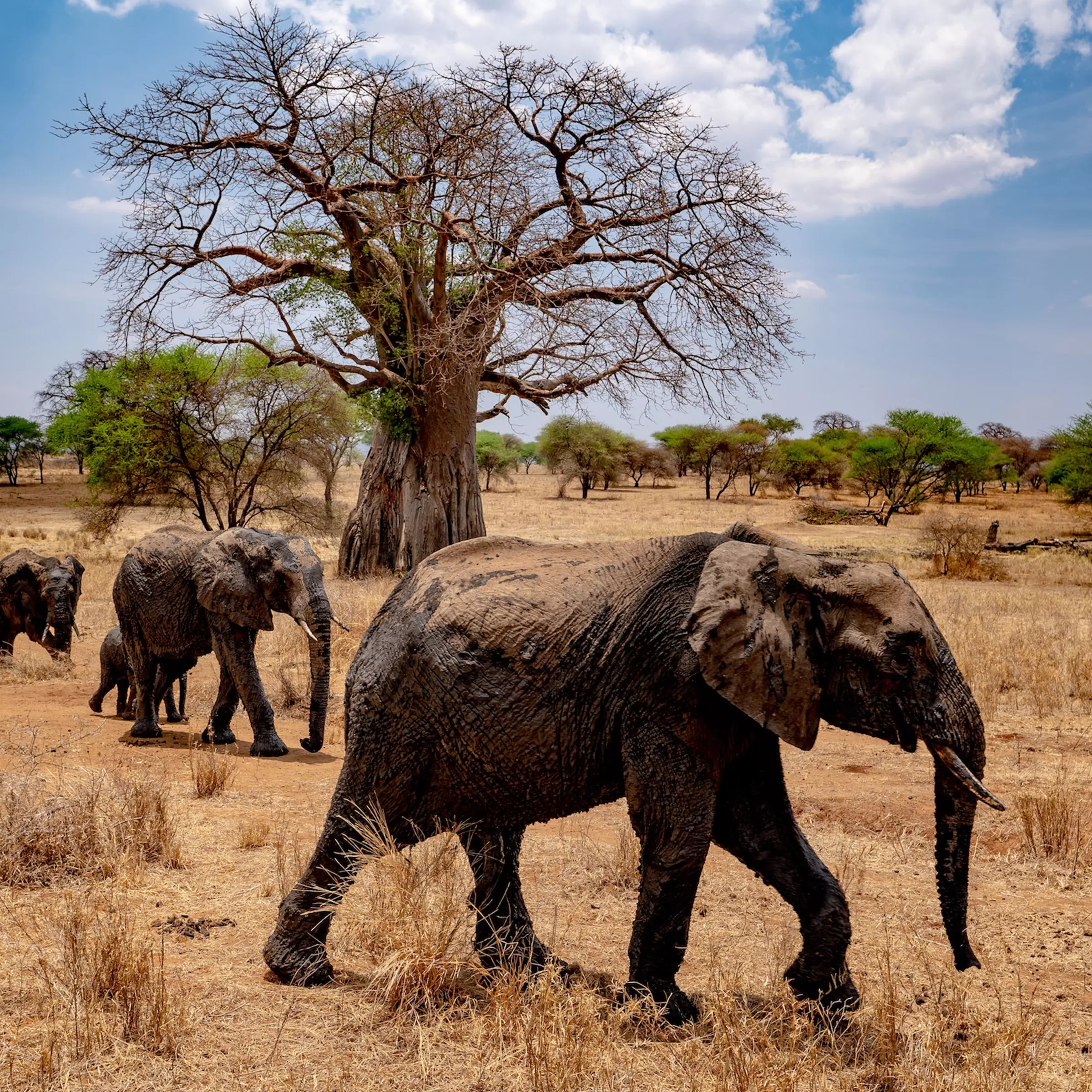 safari-tanzania-1