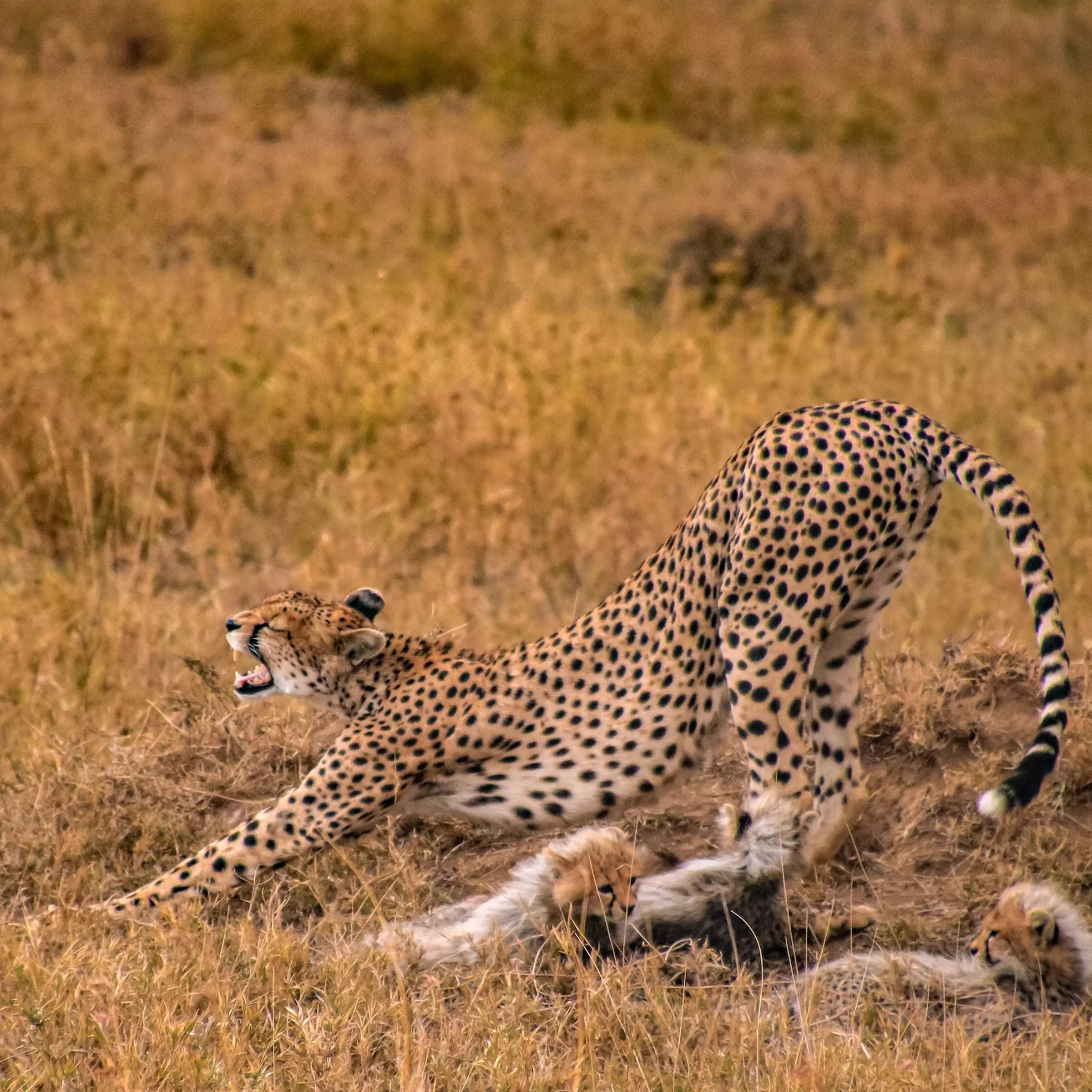 safari-tanzania-2