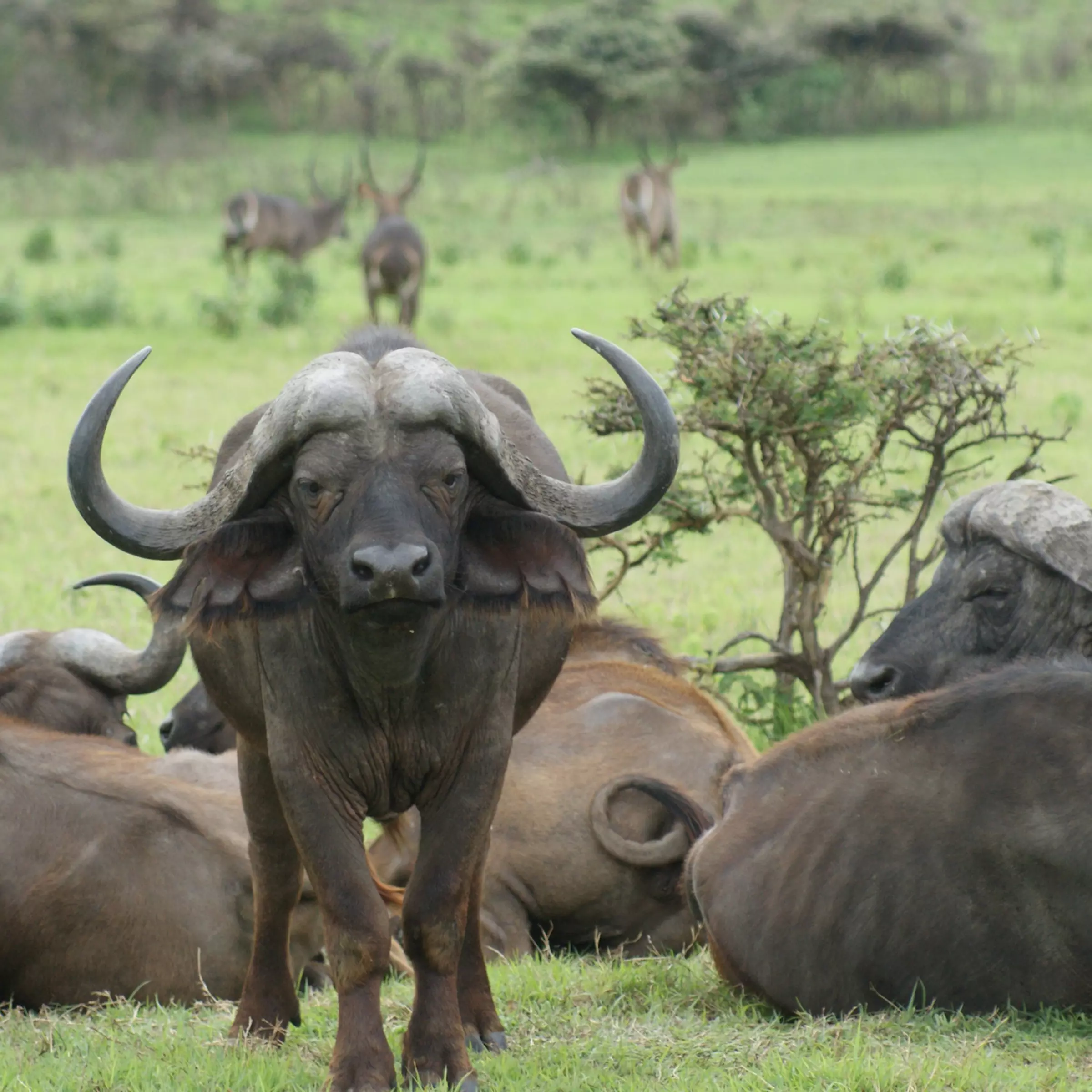 safari-tanzania-3