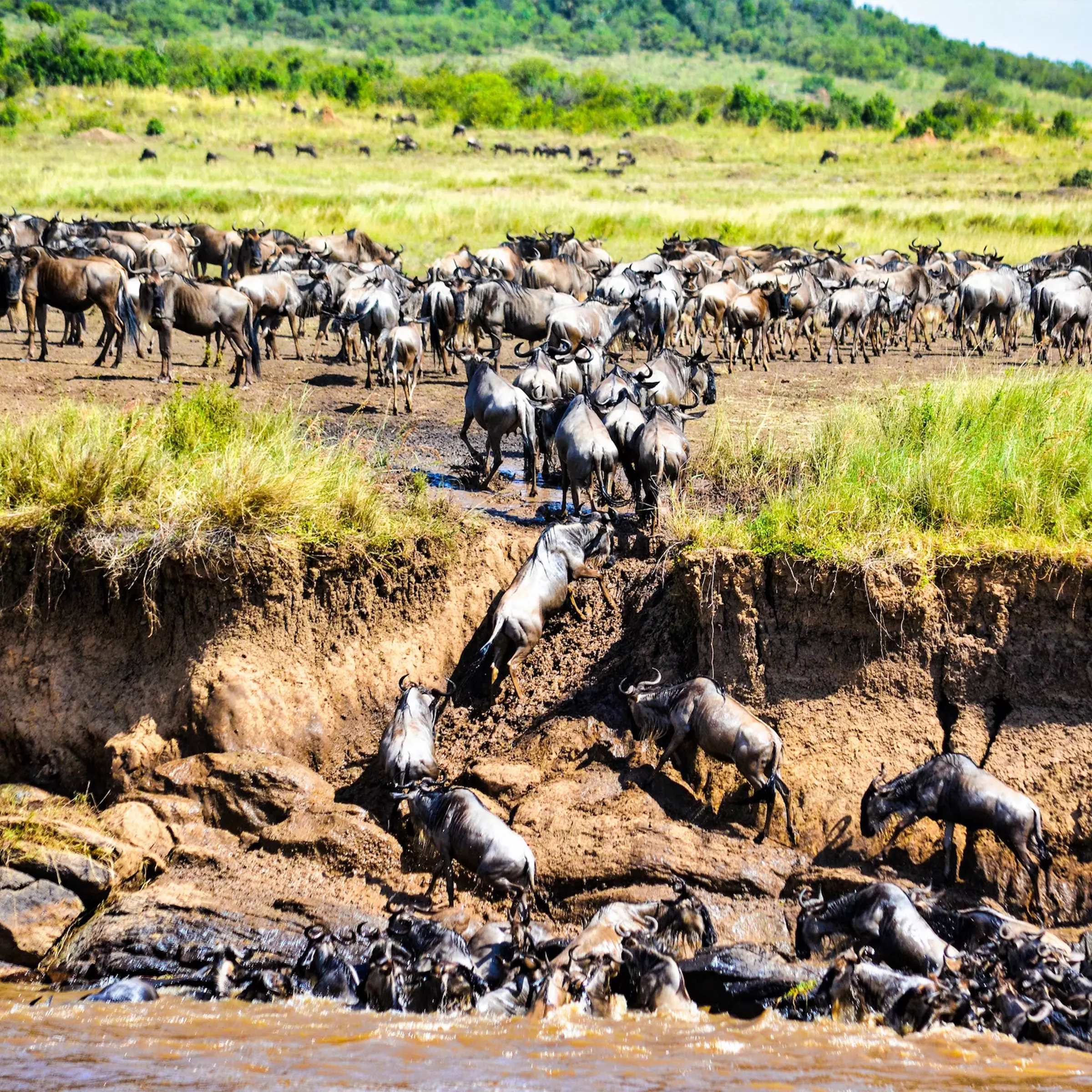 safari-tanzania-5