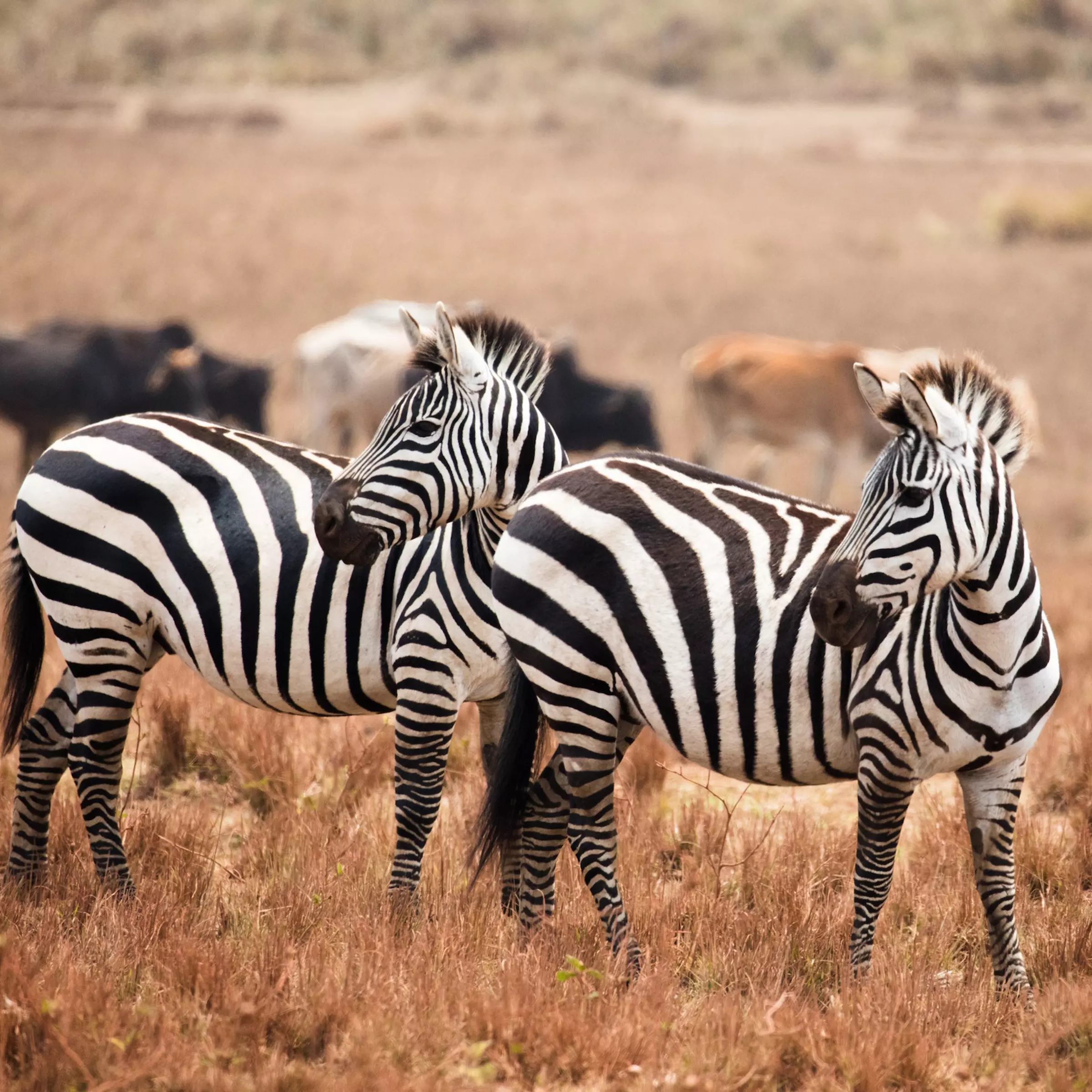 safari-tanzania